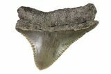Serrated, Posterior Megalodon Tooth - Georgia #83719-1